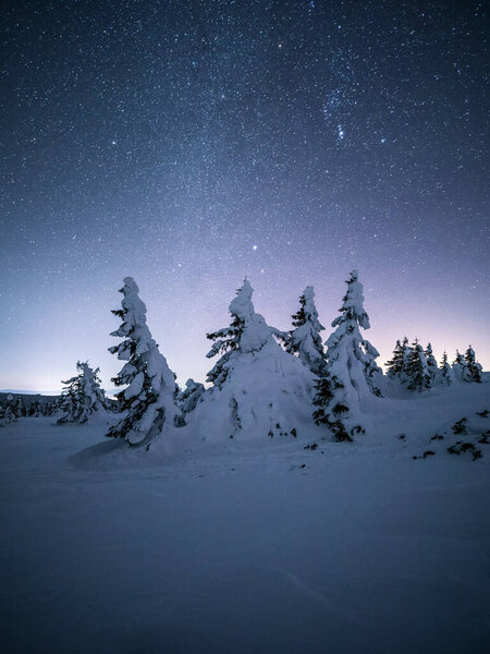 ночной вид на заснеженные деревья в горах