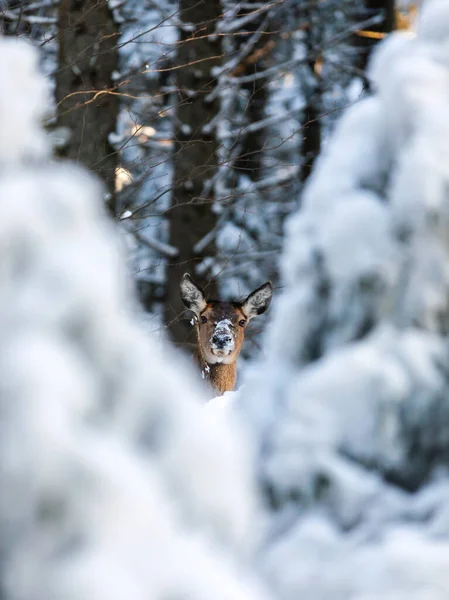 Ciervos Jóvenes Bosque Invierno — Foto de Stock