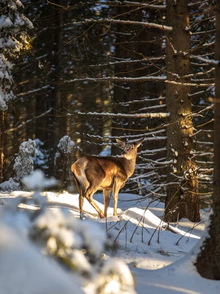 Красиві Олені Зимовому Лісі — стокове фото