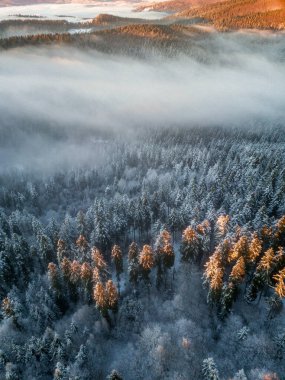 Yumuşak Sabah Işığında Karla Kaplanmış Kış Ormanının Hava Görüntüsü