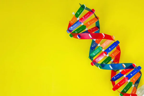 DNA helix structure, code made up of four chemical bases: adenine, guanine, cytosine, and thymine. Human DNA spiral molecule structure, Science icon. Hereditary material in organisms.DNA say about You