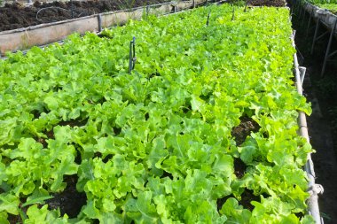 Bereketli topraklardaki organik yeşil Kale zengin besinler, ekolojik tarım, biyolojik tarım sistemi konsepti organik tarım seçici odaklanma sağlar.