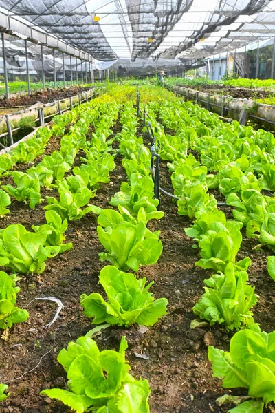 Organic green Butterhead lettuce in Fertile soil provides rich nutrients, ecological farming, biological farming agricultural system concept organic farming selective focus