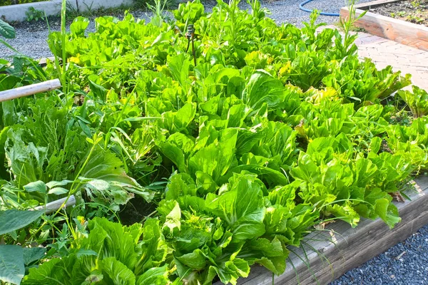 Plantaardige Groente Kwekerij Groene Salade Teelt Groene Bladeren Biologische Boerderij — Stockfoto