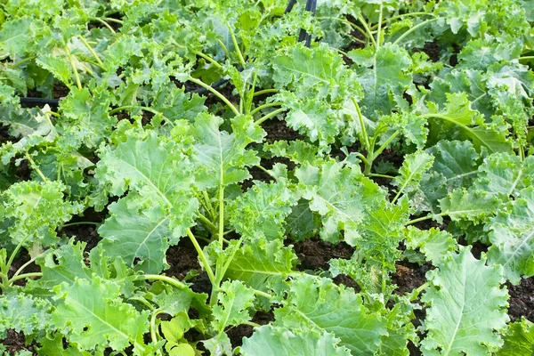 Organic Green Kale Fertile Soil Provides Rich Nutrients Ecological Farming — Stock Photo, Image