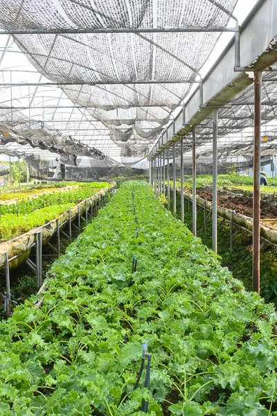 Organic green Kale in Fertile soil provides rich nutrients, ecological farming, biological farming agricultural system concept organic farming selective focus