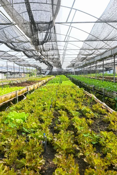 Växthusgrönsaker Plantskola Grön Sallad Odling Gröna Blad Ekologisk Gård Koncept — Stockfoto