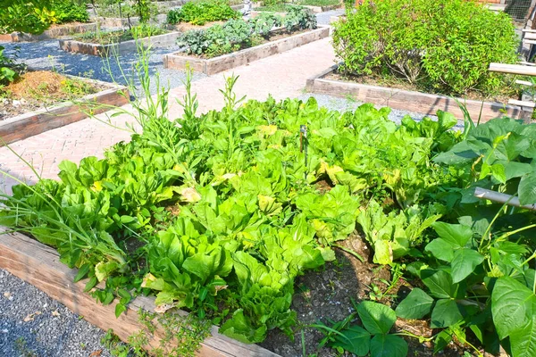 Φυτικά Πράσινα Λαχανικά Φυτώριο Πράσινο Σαλάτα Καλλιέργεια Πράσινα Φύλλα Βιολογικής — Φωτογραφία Αρχείου