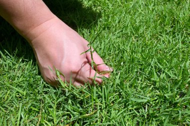 Doğal elementlerle ruhani uygulamalar için leke kiti: Palo Santo çubukları, kurutulmuş beyaz adaçayı. Ayinsel maneviyat, özen zihin ve ruh egzersizleri. Farkındalık yaşamak.
