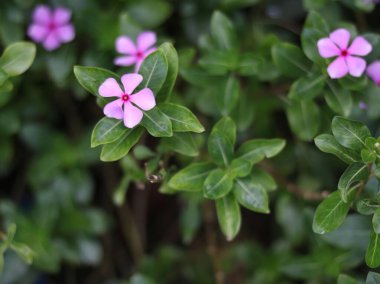 Tapak dara (Catharanthus Roseus Don) Madagaskar kökenli yıllık bir çalılıktır..