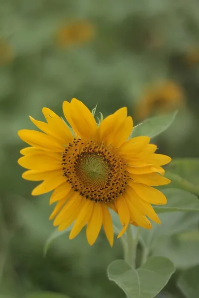 Sunflower Helianthus Annuus Popular Annual Plant Both Ornamental Plant Oil — Stock Photo, Image