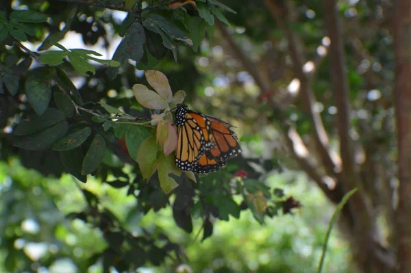 Kral kelebeği, Danaus plexippus