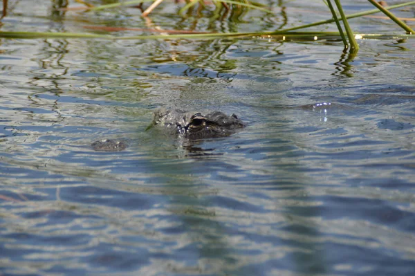 Timsah, Everglades Parkı, Florida
