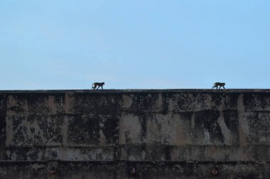 Maymunlar Agra Kalesi, Hindistan