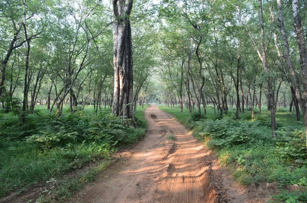 Ranthambore Ulusal Parkı, Hindistan