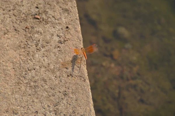Ranthambhore Ulusal Parkı, Hindistan 'da Yusufçuk.