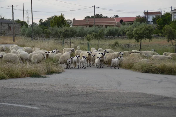 stock image Sheep herd, Arribes del Duero, Zamora province, Spain