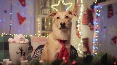 Kostüm giymiş bir köpek, masada Noel eşyalarıyla oturuyor. Yeni yıl geçmişi. Noel arkaplanı. - Evet. Yüksek kalite 4k görüntü