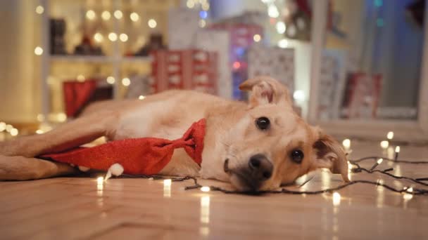 Yerde Yatan Bir Noel Köpeği Yeni Yıl Geçmişi Noel Arkaplanı — Stok video