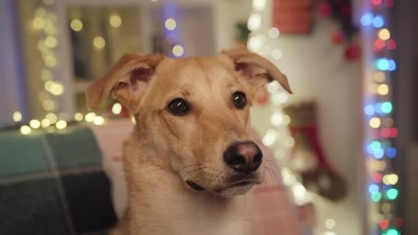 Świąteczny Pies Bliska Nowe Tło Roku Świąteczne Tło Tak Wysokiej — Wideo stockowe