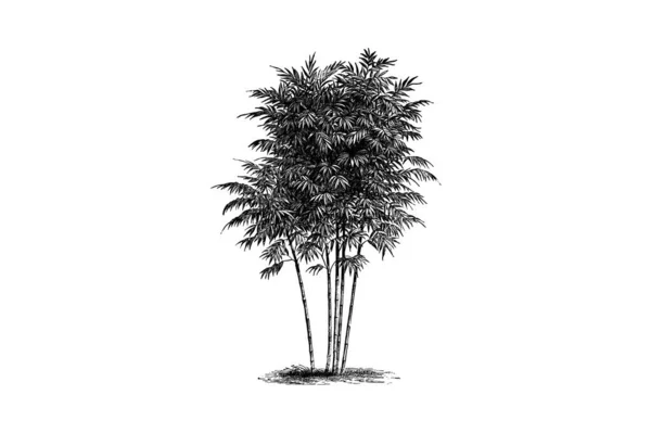 Бамбукове Дерево Гравірування Вінтаж Векторні Ілюстрації — стоковий вектор