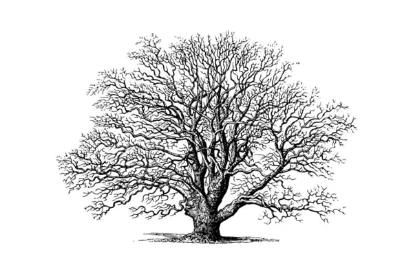 Walnut Tree Engraving Vintage Vector Illustration — Stock Vector