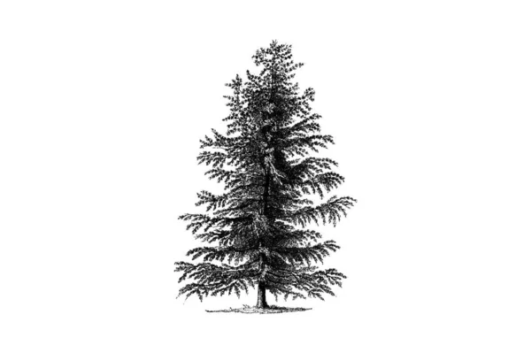 Rytina Modřínového Stromu Vintage Vector Illustration — Stockový vektor