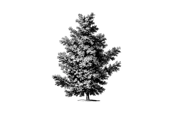 Oak Tree Χαρακτική Vintage Εικονογράφηση Διάνυσμα — Διανυσματικό Αρχείο