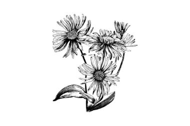 Aster Amellus Bessarabicus Çiçek İşleme Vintage Vektör İllüstrasyonu