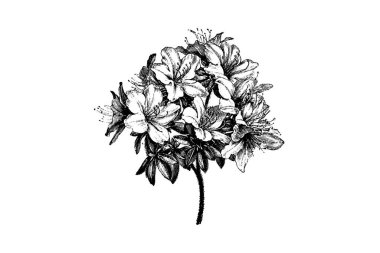 Azalea Çiçek İşleme Vintage Vektör İllüstrasyonu