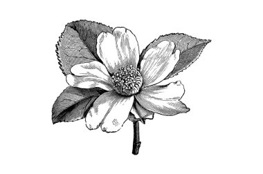 Kamelya Oleifera Çiçek İşleme Vintage Vektör İllüstrasyonu