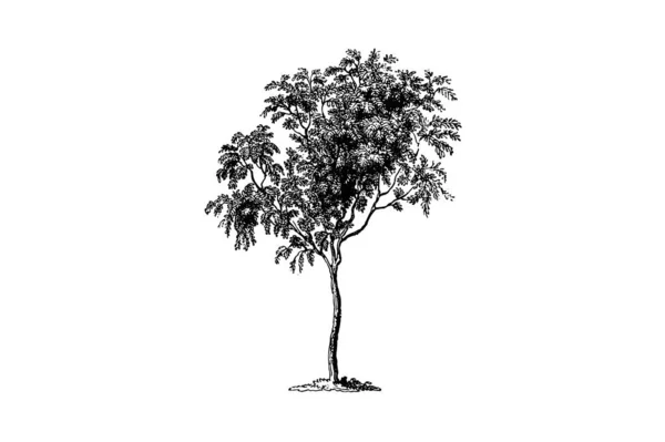 Árvore Cinzas Gravura Vintage Vector Ilustração — Vetor de Stock