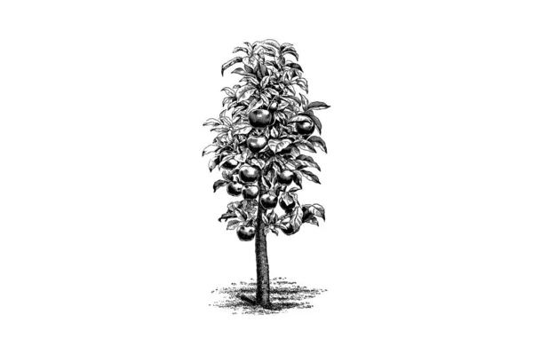 Apple Treeエングレービングヴィンテージベクトルイラスト — ストックベクタ