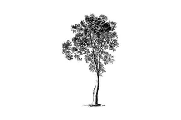 Ash Tree Engraving Vintage Vector Illustration — Stock Vector
