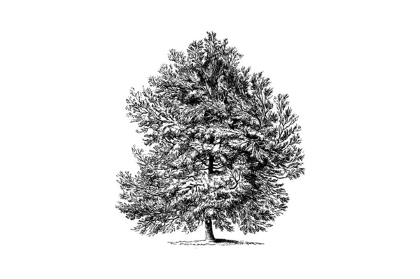 Alepo Pine Tree Grabado Ilustraciones Vintage — Vector de stock