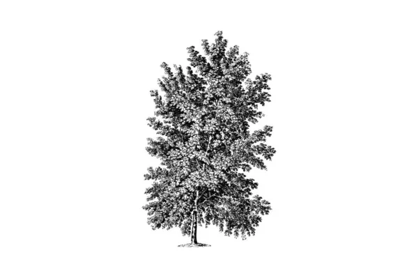 Árvore Bordo Folhas Cinza Gravura Vintage Vector Ilustração — Vetor de Stock