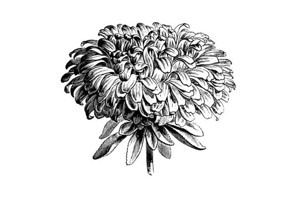 Gravírozás Aster Flower Vintage Illusztrációk — Stock Vector