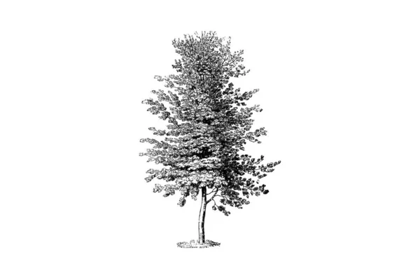 Beech Tree Χαρακτική Vintage Vector Εικονογράφηση — Διανυσματικό Αρχείο