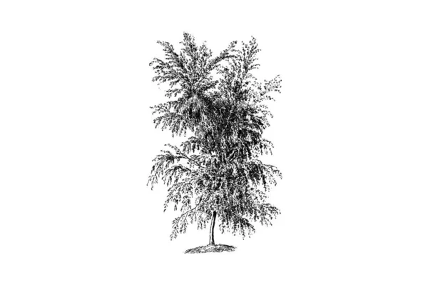 Árvore Bétula Branca Gravura Vintage Vector Ilustração —  Vetores de Stock