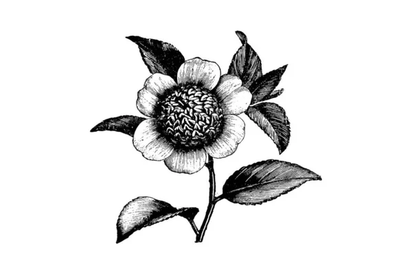 Gravírozás Camellia Japonica Virág Vintage Illusztrációk — Stock Vector