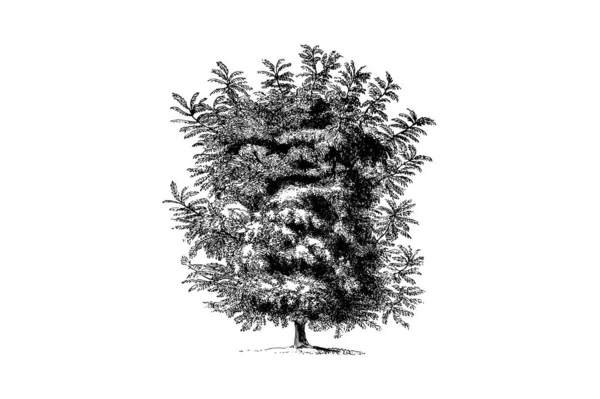 Butternut树雕刻醋向量图解 — 图库矢量图片
