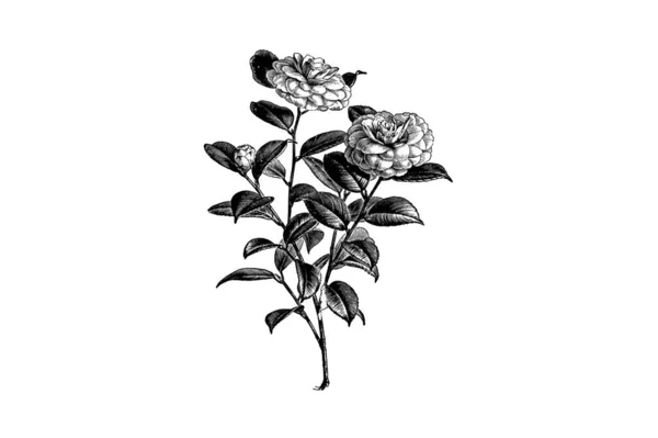 Camellia Japonica Λουλούδι Χαρακτική Vintage Vector Εικονογράφηση — Διανυσματικό Αρχείο