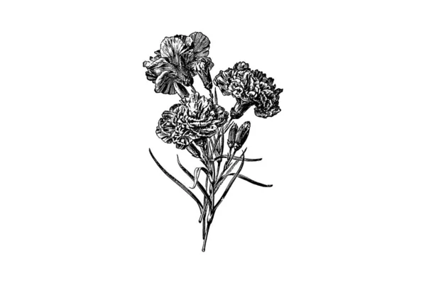 Virágok Kettős Fajta Szegfű Metszet Vintage Vektor Illusztráció — Stock Vector