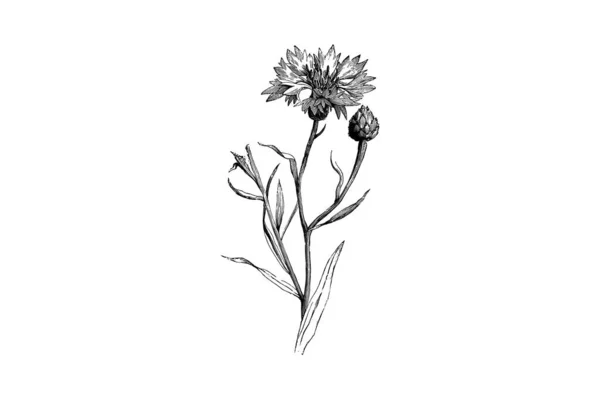 Цветок Бутон Кентавра Цианус Гравировальная Винтажная Векторная Иллюстрация — стоковый вектор