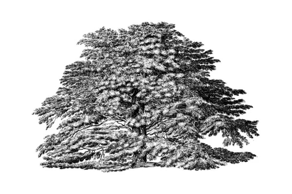 Cedr Libanonského Stromového Rytí Vintage Vector Illustration — Stockový vektor