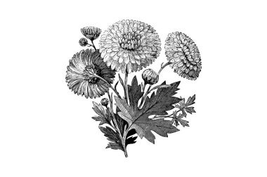 Oymalı Erken Çiçekli Kasımpatı Vintage Resimleri