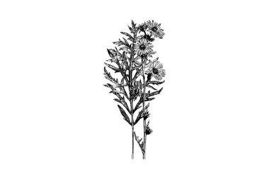 Inflrescence and Leaf of Compass Plant Silphium Laciniatum Flowers Vintage Vector Illustration