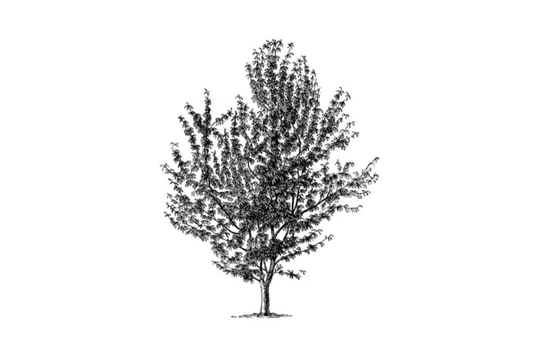 Cherry Tree Gravura Vintage Vector Ilustração — Vetor de Stock