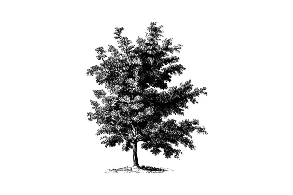 Illustrazione Vettoriale Vintage Incisione Albero Ciliegio Nero — Vettoriale Stock