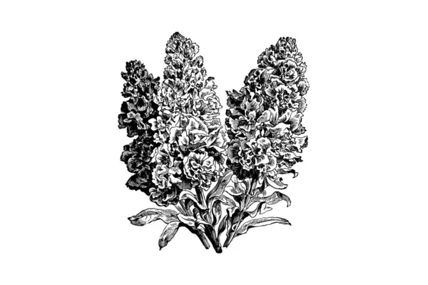 Gravírozás Virágzó Ágak Wallflowers Cheiranthus Cheiri Flore Pleno Vintage Illusztrációk — Stock Vector